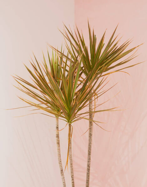 Dragontree plant in front of a pink wall.